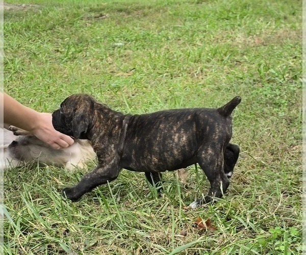 Medium Photo #17 Cane Corso Puppy For Sale in MOORESBORO, NC, USA
