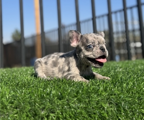 Medium Photo #6 French Bulldog Puppy For Sale in CHICAGO, IL, USA
