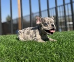 Small #5 French Bulldog