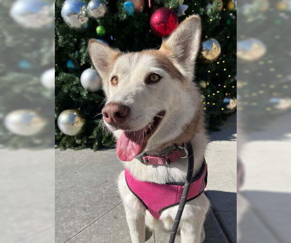 Medium Photo #4 Siberian Husky Puppy For Sale in Ventura, CA, USA