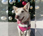 Small #3 Siberian Husky