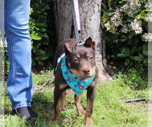 Medium Photo #6 Mutt Puppy For Sale in Yuba City, CA, USA
