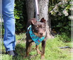 Small #5 Mutt
