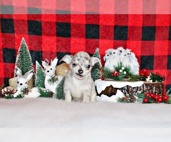 Medium Photo #6 Chihuahua Puppy For Sale in CHARLESTON, AR, USA