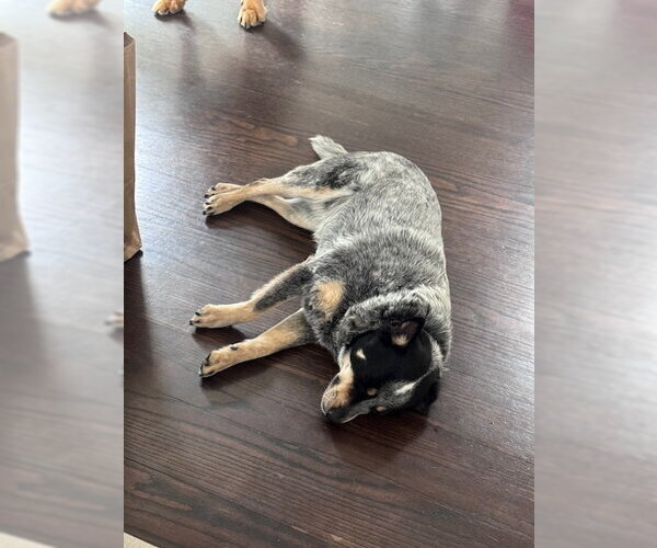 Medium Photo #4 Mutt Puppy For Sale in Garden City, NY, USA