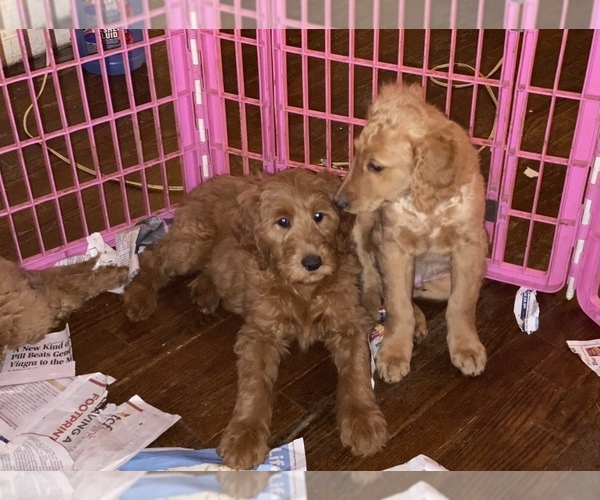 Medium Photo #19 Goldendoodle-Poodle (Standard) Mix Puppy For Sale in DETROIT, MI, USA