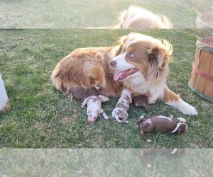Mother of the Australian Shepherd puppies born on 04/13/2023