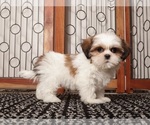 Puppy Wambo Shih Tzu