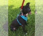 Small #1 Labrador Retriever Mix