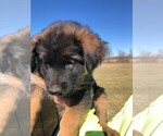 Small Photo #13 German Shepherd Dog Puppy For Sale in SOMERVILLE, OH, USA