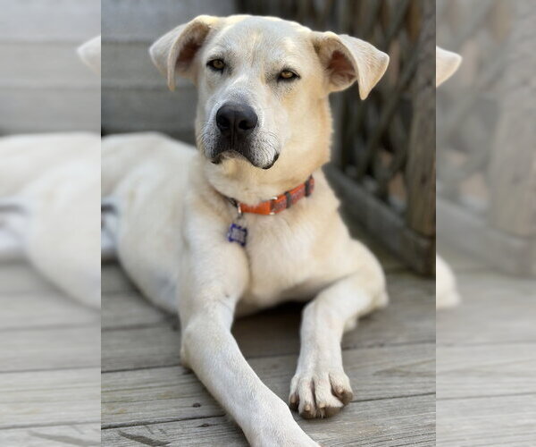 Medium Photo #13 Anatolian Pyrenees Puppy For Sale in Oak Bluffs, MA, USA