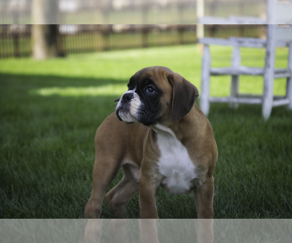 Medium Photo #3 Boxer Puppy For Sale in SHIPSHEWANA, IN, USA