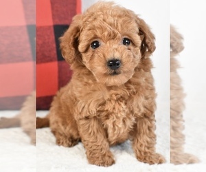 Poodle (Toy) Puppy for sale in LOWELL, MA, USA