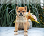 Puppy Diana Shiba Inu