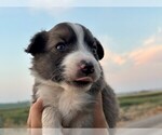 Small #2 Border Collie