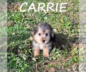 YorkiePoo Puppy for sale in HARTLAND, MN, USA