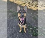 Small German Shepherd Dog