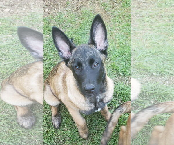 Medium Photo #17 German Shepherd Dog-Unknown Mix Puppy For Sale in Seattle, WA, USA