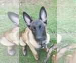 Small #16 German Shepherd Dog Mix