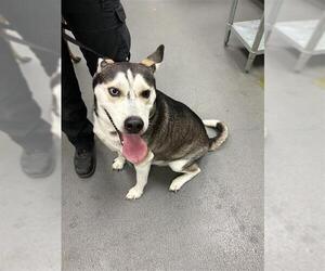 Siberian Husky-Unknown Mix Dogs for adoption in Corpus Christi, TX, USA