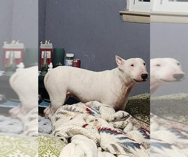 Medium Photo #1 Bull Terrier-Unknown Mix Puppy For Sale in San Antonio, TX, USA