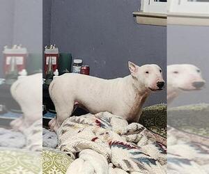 Bull Terrier-Unknown Mix Dogs for adoption in San Antonio, TX, USA