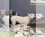 Small Bull Terrier Mix