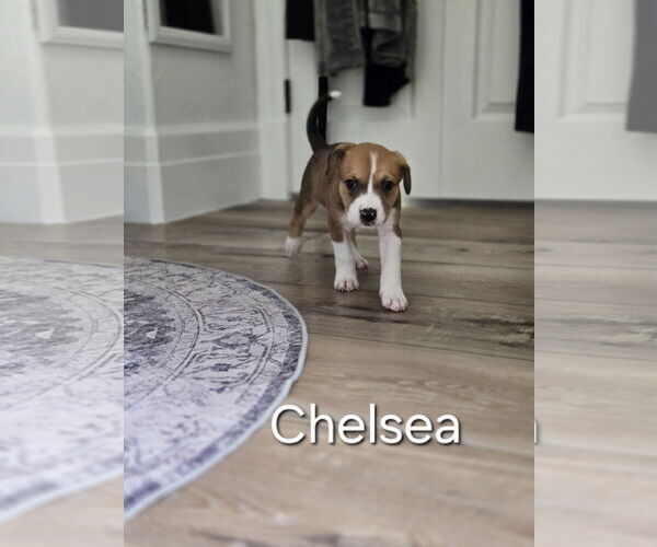 Medium Photo #4 Labrador Retriever Puppy For Sale in The Woodlands, TX, USA