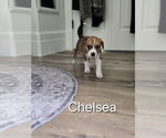 Small #3 Labrador Retriever