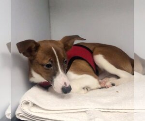 Rat Terrier-Unknown Mix Dogs for adoption in Lincolnwood, IL, USA