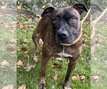Small #3 American Pit Bull Terrier