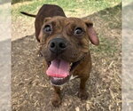 Small Photo #3 American Staffordshire Terrier Puppy For Sale in San Antonio, TX, USA