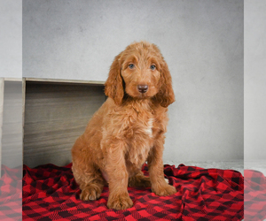 Goldendoodle Puppy for sale in ITASCA, TX, USA
