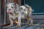Small Photo #3 English Bulldog Puppy For Sale in LOS ANGELES, CA, USA