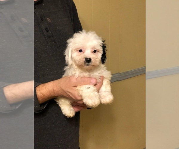 Medium Photo #3 Zuchon Puppy For Sale in SPENCER, TN, USA