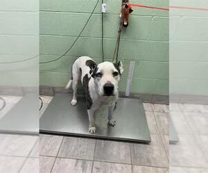 Labrador Retriever-Unknown Mix Dogs for adoption in Grand Prairie, TX, USA