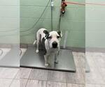 OREO - Female Labrador Retriever-Unknown Mix Dog for Adoption - Small photo