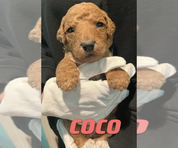 Medium Photo #1 Poodle (Standard) Puppy For Sale in ROSEMEAD, CA, USA