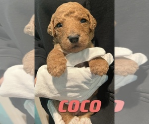 Poodle (Standard) Puppy for Sale in ROSEMEAD, California USA