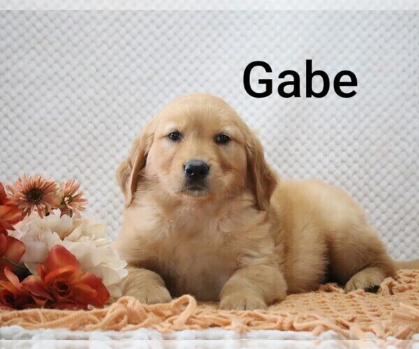 Medium Photo #13 Golden Retriever Puppy For Sale in LOYAL, WI, USA