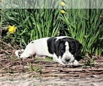 Small Photo #8 Labradinger Puppy For Sale in LISLE, NY, USA