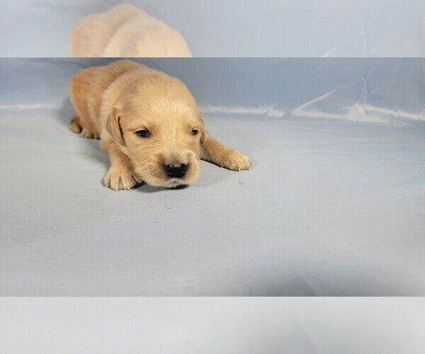 Medium Photo #34 Golden Retriever Puppy For Sale in FALCON, CO, USA