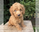 Small #1 Cockapoo (Miniature)