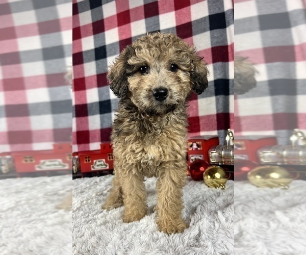 Medium Photo #6 Poodle (Miniature) Puppy For Sale in GREENWOOD, IN, USA