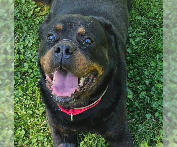 Medium Photo #1 Rottweiler Puppy For Sale in Hillsboro, NH, USA