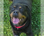 Small Rottweiler