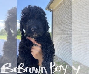 Goldendoodle Puppy for sale in HICKORY FLAT, MS, USA