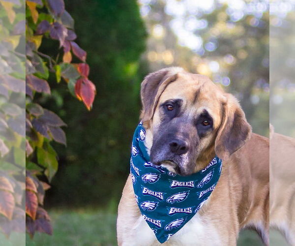 Medium Photo #6 Anatolian Shepherd-Unknown Mix Puppy For Sale in Unionville, PA, USA