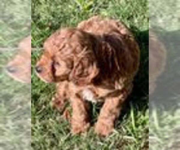 Medium Photo #4 Cavapoo (Miniature) Puppy For Sale in PLANO, TX, USA