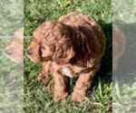 Small #3 Cavapoo (Miniature)